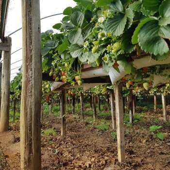 Fruticultura